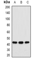 MAT / MAT1A Antibody - Western blot analysis of MAT1A expression in HepG2 (A); mouse liver (B); rat liver (C) whole cell lysates.