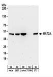 MAT2A Antibody - Detection of Human and Mouse MAT2A by Western Blot. Samples: Whole cell lysate (50 ug) from HeLa, 293T, Jurkat, mouse TCMK-1, and mouse NIH3T3 cells. Antibodies: Affinity purified rabbit anti-MAT2A antibody used for WB at 0.1 ug/ml. Detection: Chemiluminescence with an exposure time of 3 minutes.
