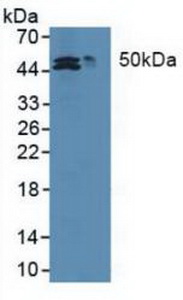 MAT2A Antibody - Western Blot; Lane1: Human HepG2 cells; Lane2: Human HCT116 cell.