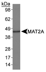 MAT2A Antibody - Detection of MAT2A in HepG2 whole cell lysates.  This image was taken for the unconjugated form of this product. Other forms have not been tested.