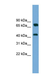 MAT2A Antibody - MAT2A antibody western blot of HeLa lysate.  This image was taken for the unconjugated form of this product. Other forms have not been tested.
