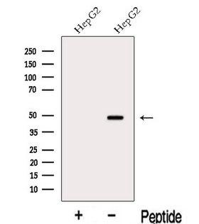 MAT2A Antibody - Western blot analysis of extracts of HepG2 cells using MAT2A antibody. The lane on the left was treated with blocking peptide.