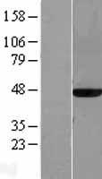 MAT2A Protein - Western validation with an anti-DDK antibody * L: Control HEK293 lysate R: Over-expression lysate