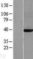 MAT2A Protein - Western validation with an anti-DDK antibody * L: Control HEK293 lysate R: Over-expression lysate