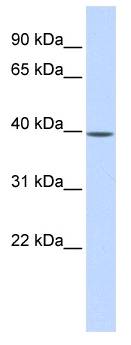MAT2B Antibody - Western analysis of fetal liver lysate.  This image was taken for the unconjugated form of this product. Other forms have not been tested.