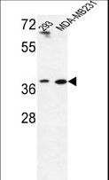 MAT2B Antibody - Western blot of MAT2B Antibody in293,MDA-MB231 cell line lysates (35 ug/lane). MAT2B (arrow) was detected using the purified antibody.