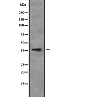 MATH2 / NEUROD6 Antibody - Western blot analysis of NEUROD6 expression in 293T whole cells lysate. The lane on the left is treated with the antigen-specific peptide.