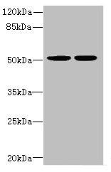 MATK Antibody - Western blot All lanes: MATK antibody at 5.06µg/ml Lane 1: MCF-7 whole cell lysate Lane 2: Hela whole cell lysate Secondary Goat polyclonal to rabbit IgG at 1/10000 dilution Predicted band size: 57, 52 kDa Observed band size: 52 kDa