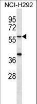 MATN1 / Matrilin 1 Antibody - MATN1 Antibody western blot of NCI-H292 cell line lysates (35 ug/lane). The MATN1 antibody detected the MATN1 protein (arrow).