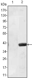 MATN1 / Matrilin 1 Antibody - Western blot using MATN1 monoclonal antibody against HEK293 (1) and MATN1(AA: 427-496)-hIgGFc transfected HEK293 (2) cell lysate.