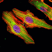 MATN1 / Matrilin 1 Antibody - Immunofluorescence of HeLa cells using MATN1 mouse monoclonal antibody (green). Blue: DRAQ5 fluorescent DNA dye. Red: Actin filaments have been labeled with Alexa Fluor-555 phalloidin.