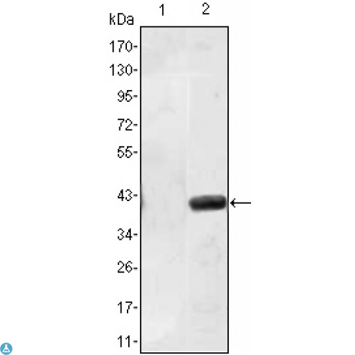 MATN1 / Matrilin 1 Antibody - Western Blot (WB) analysis using Matrilin-1 Monoclonal Antibody against HEK293 (1) and MATN1-hIgGFc transfected HEK293 (2) cell lysate.