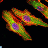 MATN1 / Matrilin 1 Antibody - Immunofluorescence (IF) analysis of HeLa cells using Matrilin-1 Monoclonal Antibody (green). Blue: DRAQ5 fluorescent DNA dye. Red: Actin filaments have been labeled with Alexa Fluor-555 phalloidin.
