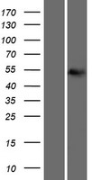 MATN1 / Matrilin 1 Protein - Western validation with an anti-DDK antibody * L: Control HEK293 lysate R: Over-expression lysate