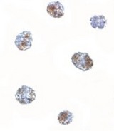 MATN3 / Matrilin 3 Antibody - Immunocytochemistry of MATN3 in 3T3 cells with MATN3 antibody at 5 ug/ml.