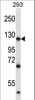 MATR3 / Matrin 3 Antibody - MATR3 Antibody western blot of 293 cell line lysates (35 ug/lane). The MATR3 antibody detected the MATR3 protein (arrow).