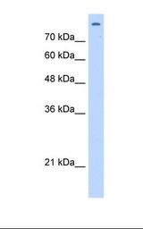 MATR3 / Matrin 3 Antibody - HepG2 cell lysate. Antibody concentration: 2.5 ug/ml. Gel concentration: 12%.  This image was taken for the unconjugated form of this product. Other forms have not been tested.