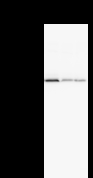MATR3 / Matrin 3 Antibody - Detection of MATR3 by Western blot. Samples: Whole cell lysate from human HT-1080 (H, 25 ug) , mouse NIH3T3 (M, 25 ug) and rat F2408 (R, 25 ug) cells. Predicted molecular weight: 94 kDa