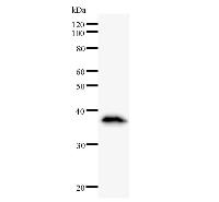 MATR3 / Matrin 3 Antibody - Western blot analysis of immunized recombinant protein, using anti-MATR3 monoclonal antibody.