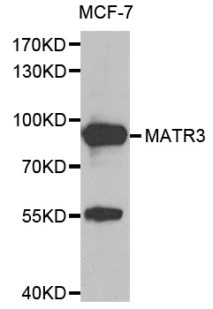 MATR3 / Matrin 3 Antibody - Western blot blot of extracts of MCF-7 cell line, using MATR3 antibody.