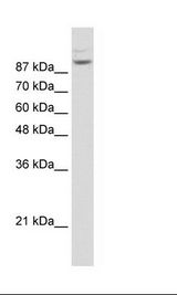 MATR3 / Matrin 3 Antibody - Jurkat Cell Lysate.  This image was taken for the unconjugated form of this product. Other forms have not been tested.