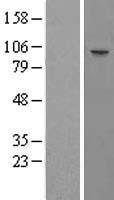 MATR3 / Matrin 3 Protein - Western validation with an anti-DDK antibody * L: Control HEK293 lysate R: Over-expression lysate