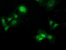 MAWDBP / PBLD Antibody - Anti-PBLD mouse monoclonal antibody  immunofluorescent staining of COS7 cells transiently transfected by pCMV6-ENTRY PBLD.