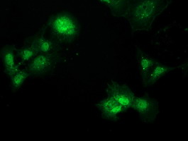 MAWDBP / PBLD Antibody - Anti-PBLD mouse monoclonal antibody  immunofluorescent staining of COS7 cells transiently transfected by pCMV6-ENTRY PBLD.