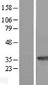 MAWDBP / PBLD Protein - Western validation with an anti-DDK antibody * L: Control HEK293 lysate R: Over-expression lysate