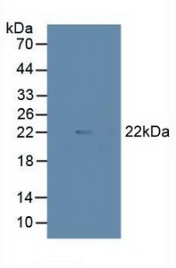 MAX Antibody - Western Blot; Sample: Porcine Heart Tissue.