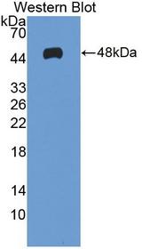 MAX Antibody - Western blot of MAX antibody.