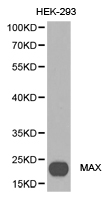 MAX Antibody - Western blot of extracts of HEK-293 cell lines, using MAX antibody.