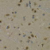 MAX Antibody - Immunohistochemistry of paraffin-embedded rat brain tissue.