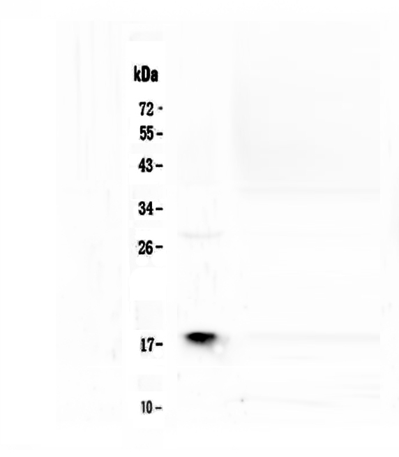 MAX Antibody - Western blot - Anti-MAX Picoband antibody