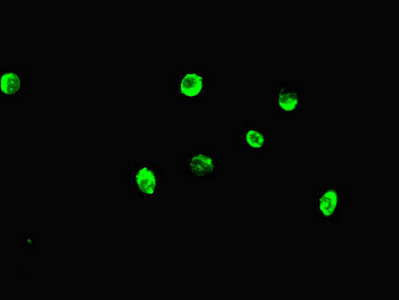 MAX Antibody - Immunofluorescent analysis of HeLa cells diluted at 1:100 and Alexa Fluor 488-congugated AffiniPure Goat Anti-Rabbit IgG(H+L)