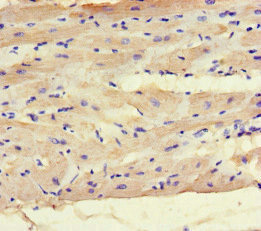 MAX Antibody - Immunohistochemistry of paraffin-embedded human heart tissue at dilution of 1:100