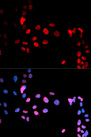 MAX Antibody - Immunofluorescence analysis of U2OS cells.