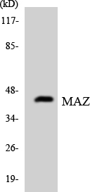 MAZ Antibody - Western blot analysis of the lysates from HepG2 cells using MAZ antibody.