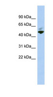 MAZ Antibody - MAZ antibody Western blot of NCI-H226 cell lysate. This image was taken for the unconjugated form of this product. Other forms have not been tested.