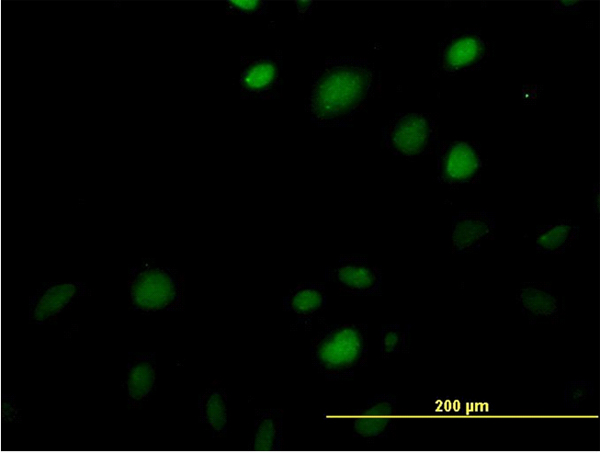 MAZ Antibody - Immunofluorescence of monoclonal antibody to MAZ on HeLa cell. [antibody concentration 35 ug/ml]