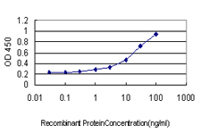 MAZ Antibody - Detection limit for recombinant GST tagged MAZ is approximately 0.3 ng/ml as a capture antibody.