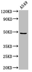 MAZ Antibody - Positive Western Blot detected in A549 whole cell lysate. All lanes: MAZ antibody at 3 µg/ml Secondary Goat polyclonal to rabbit IgG at 1/50000 dilution. Predicted band size: 49, 52, 47, 18 KDa. Observed band size: 49 KDa