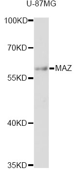 MAZ Antibody - Western blot analysis of extracts of U-87MG cells, using MAZ antibody at 1:3000 dilution. The secondary antibody used was an HRP Goat Anti-Rabbit IgG (H+L) at 1:10000 dilution. Lysates were loaded 25ug per lane and 3% nonfat dry milk in TBST was used for blocking. An ECL Kit was used for detection and the exposure time was 90s.