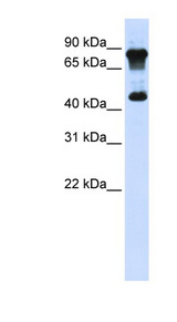 MAZ Antibody - MAZ antibody Western blot of 293T cell lysate. This image was taken for the unconjugated form of this product. Other forms have not been tested.