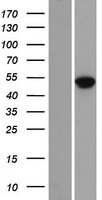MAZ Protein - Western validation with an anti-DDK antibody * L: Control HEK293 lysate R: Over-expression lysate