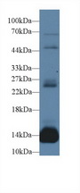 MB / Myoglobin Antibody - Western Blot; Sample: Mouse Heart lysate; Primary Ab: 1µg/ml Rabbit Anti-Rat MYO Antibody Second Ab: 0.2µg/mL HRP-Linked Caprine Anti-Rabbit IgG Polyclonal Antibody