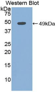 MB / Myoglobin Antibody - Western blot of recombinant MB / Myoglobin.  This image was taken for the unconjugated form of this product. Other forms have not been tested.