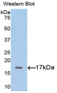 MB / Myoglobin Antibody - Western blot of recombinant MB / Myoglobin.  This image was taken for the unconjugated form of this product. Other forms have not been tested.