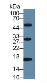 MB / Myoglobin Antibody - Western Blot; Sample: Caprine Liver lysate;  Primary Ab: 1µg/ml Rabbit Anti-Ovine MYO Antibody Second Ab: 0.2µg/mL HRP-Linked Caprine Anti-Rabbit IgG Polyclonal Antibody (Catalog: SAA544Rb19