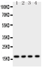 MB / Myoglobin Antibody - Anti-Myoglobin antibody, Western blotting All lanes: Anti Myoglobin at 0.5ug/ml Lane 1: Rat Skeletal Muscle Tissue Lysate at 50ug Lane 2: Rat Heart Tissue Lysate at 50ug Lane 3: Rat Liver Tissue Lysate at 50ug Lane 4: Rat Intestine Tissue Lysate at 50ug Predicted bind size: 17KD Observed bind size: 17KD
